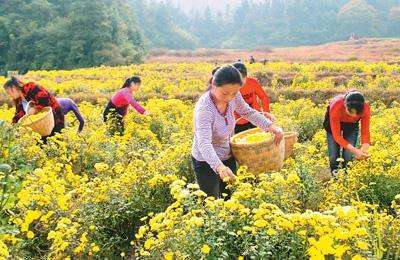 修水皇菊 送礼佳品 土特产